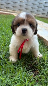 Lhasa Apso -Fêmea 
