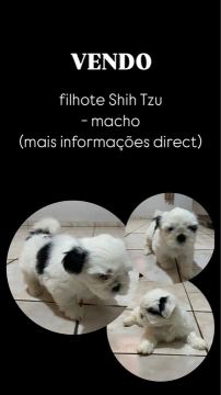 Shihtzu macho puro