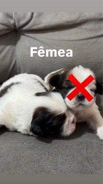 Filhotes Lhasa Apso, A partir de R$650,00