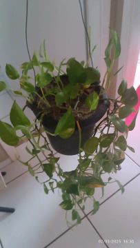 Planta Verde para Decoração jibóia 