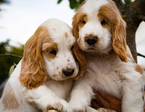 Cocker spaniel bicolor 