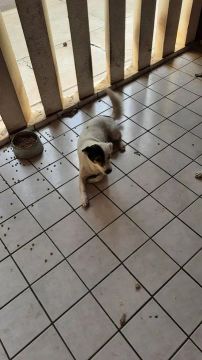 Cachorro  adoção