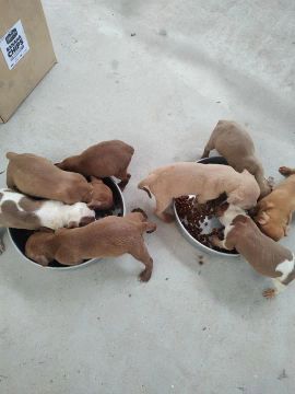 Filhotes de Pitbull 