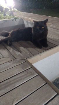 Gato mestiço com persa pra doação 