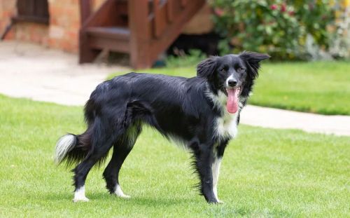 Casal Border Collie 