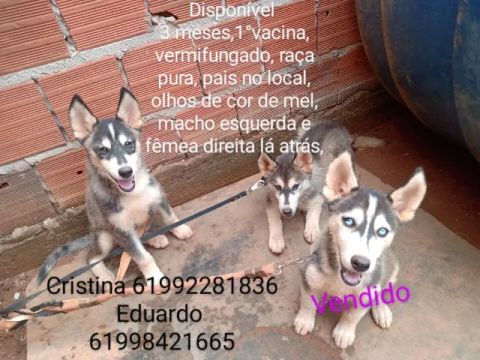 Husky siberiano 