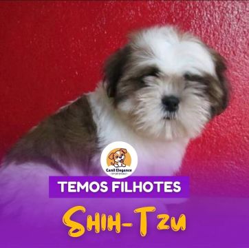 Filhotes de Shih-tzu Macho e Fêmea 