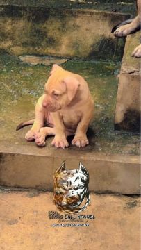 Filhotona de Pitt Monster female