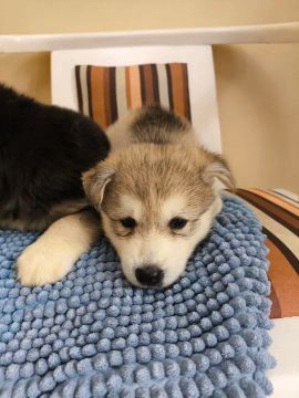 Filhote de Husky Siberiano