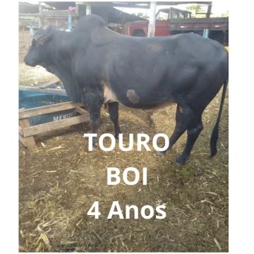 Vaca Novilha Boi Touro