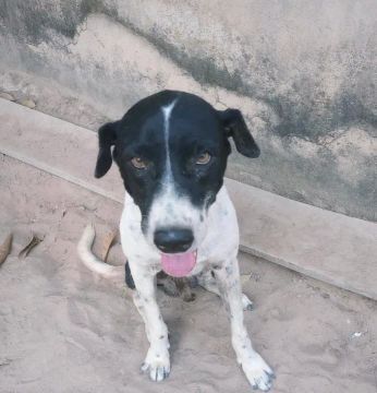 Cachorro disponível para adoção responsável 