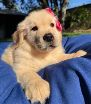 golden - deixa eu ir para o meu novo lar 