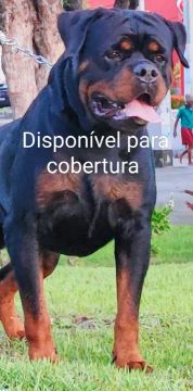 Reprodutor disponível para cobertura