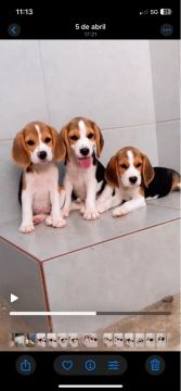 Filhotes de Beagle fêmea com pedigree