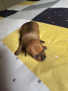 Filhote de Pinscher