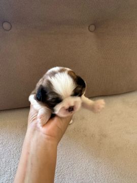 Filhotes de shih-tzu