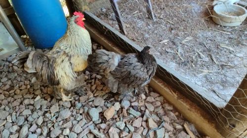 Casal de Brahma Blue