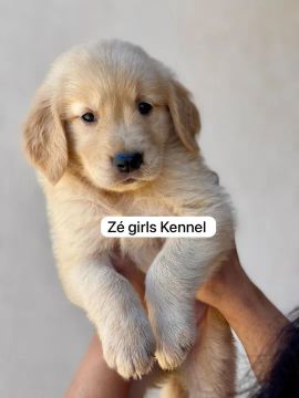 Filhote Golden Retriever macho