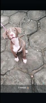 Pitbull