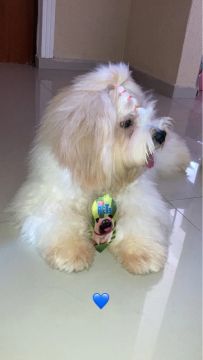 Cachorro de porte pequeno