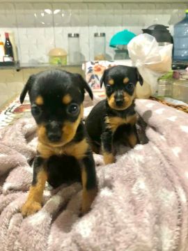 Dois filhotes de Pinscher