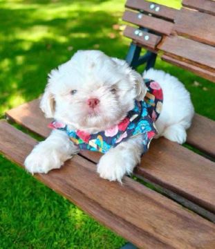 Shih Tzu machinho branco  lindooooo !!!