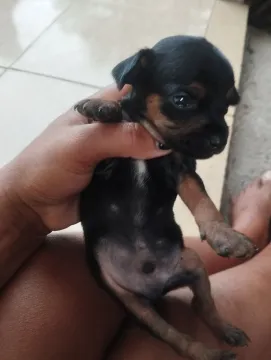 Filhote Pinscher 2 