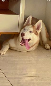 Husky siberiano, pelagem wooly.