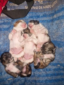 Filhotes de Shih Tzu disponíveis