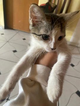 Gatinho para adoção