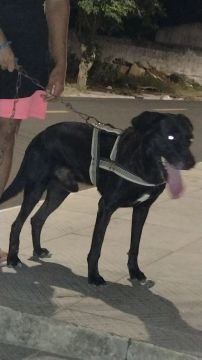 Doação labrador macho 
