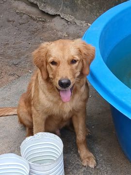 Golden Retriever 