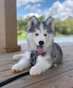 o lobo husky cinza