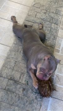 American bully pocket