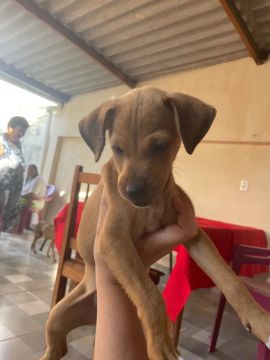 Filhotes de cachorro
