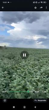 Fazenda arrendamento 620 hec em Itiquira MT.  14 saca por hect