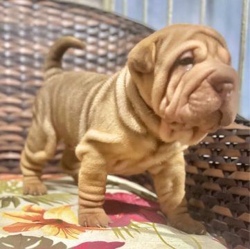 Filhote Shar Pei - Fofo e Brincalhão