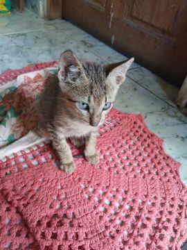 Doa-se 4 gatinhos lindos 