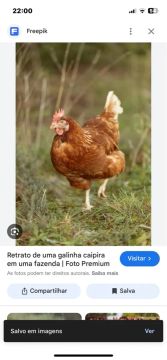 Galinha caipira - Linda e saudável
