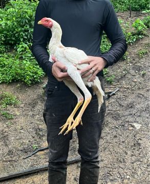 Frango índio gigante 