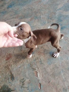 Filhote de Pitbull