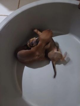Filhotes de Dachshund