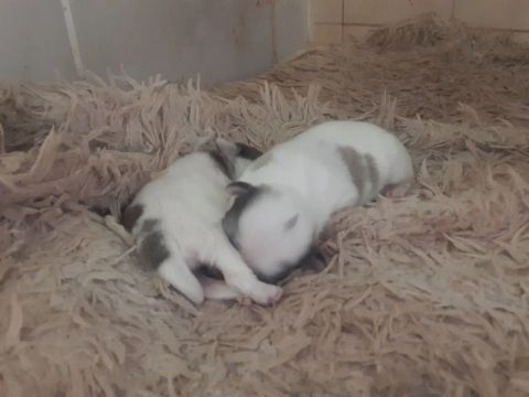 Shih tzu machinhos 