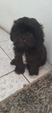 Filhotes de Shih Tzu com Poodle 