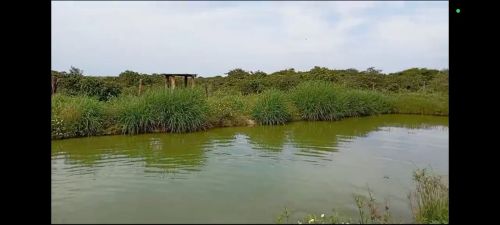 Fazenda com 3 poços de peixe 54 hectares