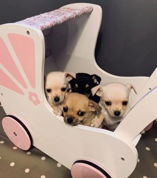 Chihuahua filhotes pequenos - com garantias