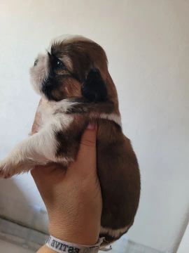 Filhotes de Shihtzus 