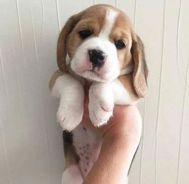 Beagle - Energia e Alegria Para Sua Família!