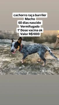 Filhote de Burriler- 60 dias