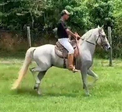 Cavalo Mangalarga marchador 